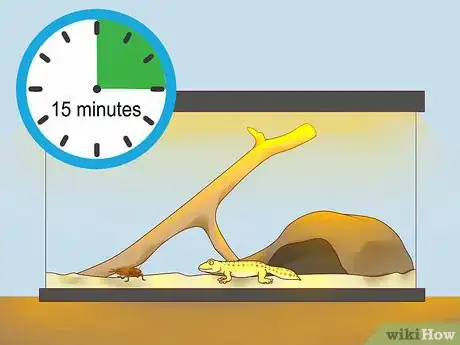 Image titled Feed a Lizard Step 9