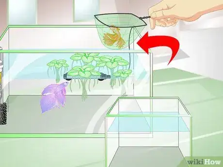 Image titled Provide a Protective Breeding Environment for Betta Fish Step 10