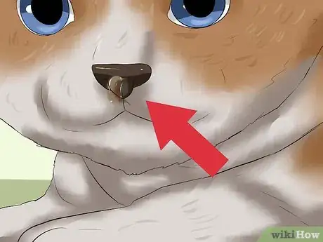 Image titled Detect Kitten URI or Pneumonia Step 2