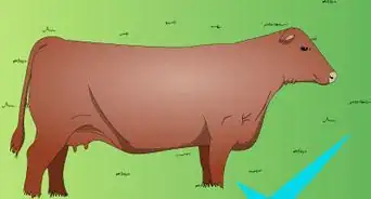 Hand Seed Cattle Pastures