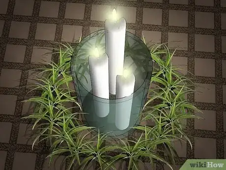 Image titled Decorate with Air Plants Step 6