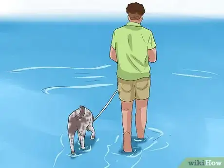 Image titled Care for German Shorthaired Pointers Step 15