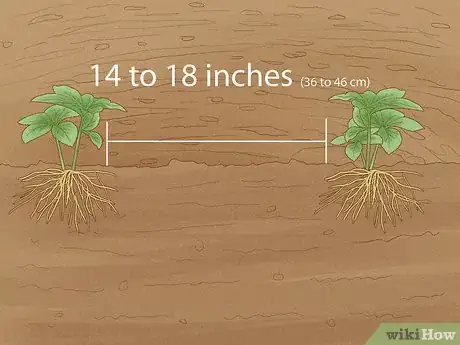 Image titled Grow Hellebore Step 5