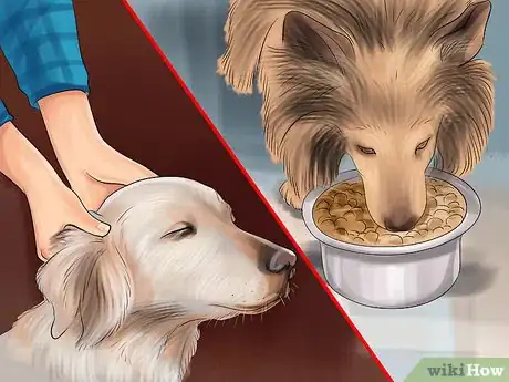 Image titled Show Affection to an Older Dog Step 4