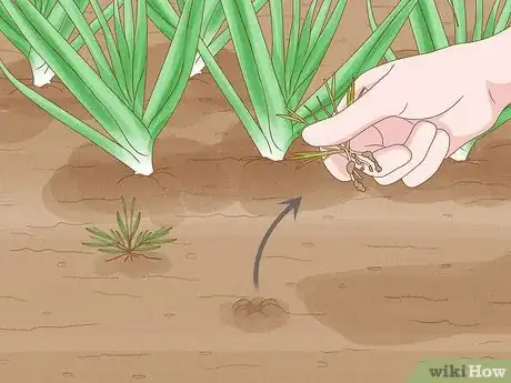 Image titled Grow Leeks Step 8