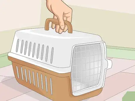 Image titled Prepare a Guinea Pig for Show Step 20