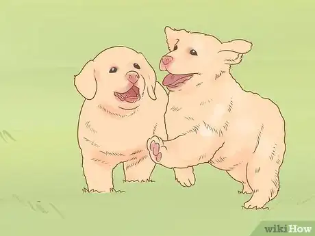 Image titled Raise a Newfoundland Puppy Step 10