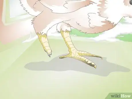 Image titled Treat Frostbite in Chickens Step 4