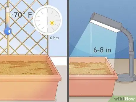 Image titled Grow Green Beans Indoors Step 5