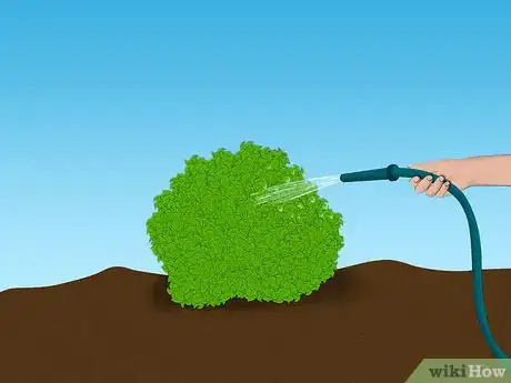 Image titled Plant a Sweet Shrub Step 10