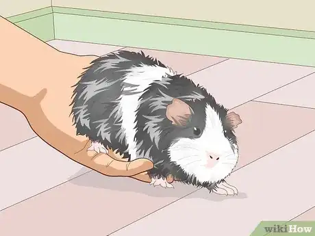 Image titled Ensure a Happy Life for Your Guinea Pig Step 21