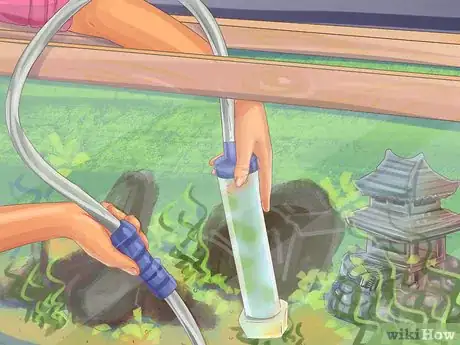 Image titled Clean a Fiddler Crab Tank Step 6