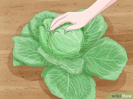 Image titled Harvest Cabbage Step 2