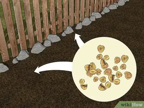 Image titled Grow African Daisy (Arctotis) Step 6