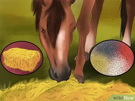 Image titled Maintain Healthy Weight for a Horse Step 8