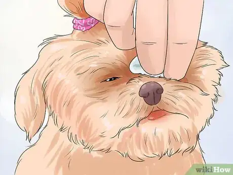 Image titled Groom a Shih Tzu at Home Step 13