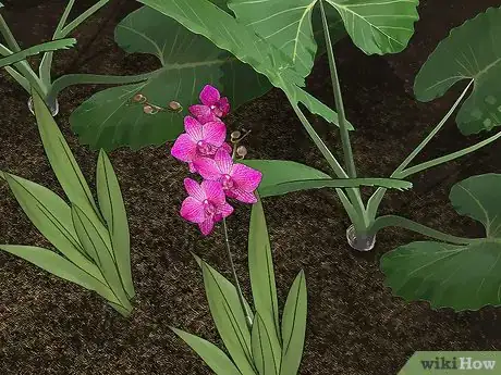 Image titled Design an Exotic Garden Step 12