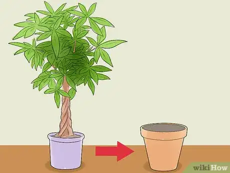 Image titled Care for a Money Tree Step 13