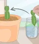Propagate Christmas Cactus