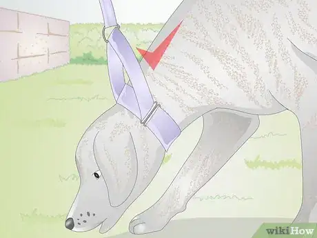 Image titled Find the Right Collar for Your Dog Step 5