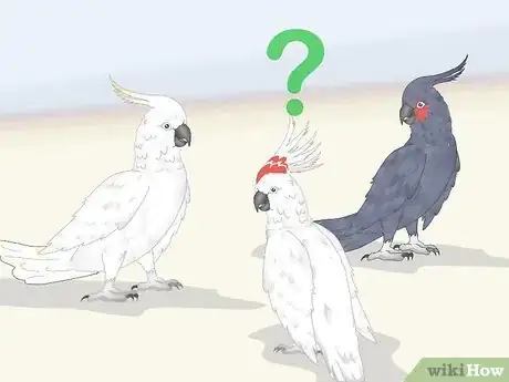 Image titled Choose a Cockatoo Step 3