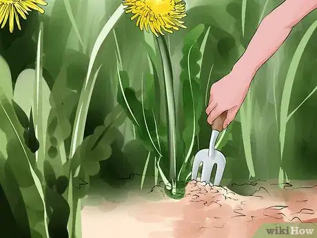 Image titled Harvest Dandelions Step 7