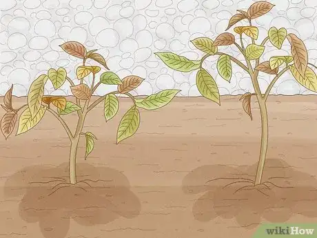 Image titled Harvest Potatoes Step 2
