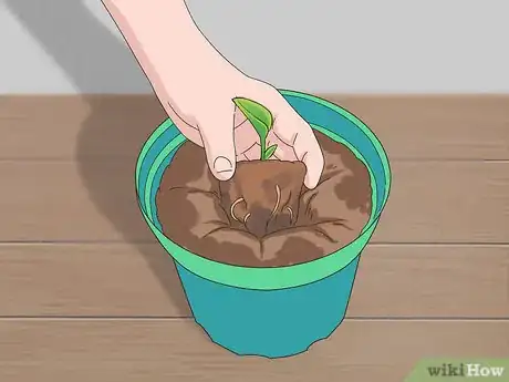 Image titled Grow Dichondra Step 22