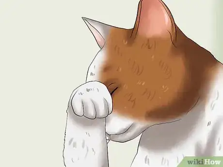 Image titled Diagnose Feline Glaucoma Step 1