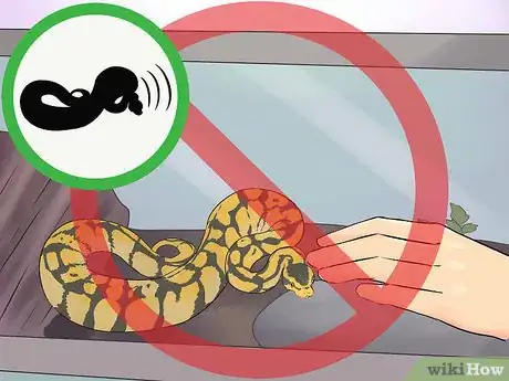 Image titled Hold a Snake Step 5