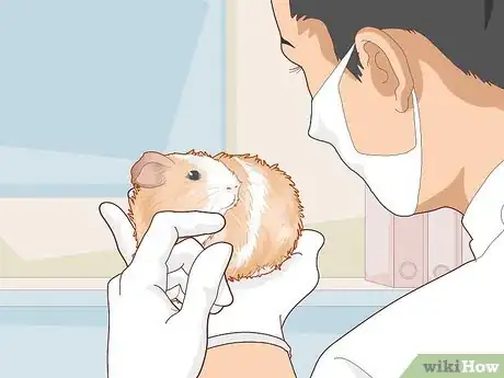 Image titled Ensure a Happy Life for Your Guinea Pig Step 22