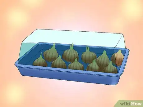 Image titled Transplant Bulbs Step 8