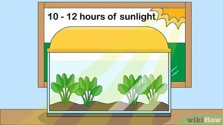 Image titled Plant an Amazon Sword Plant Step 3