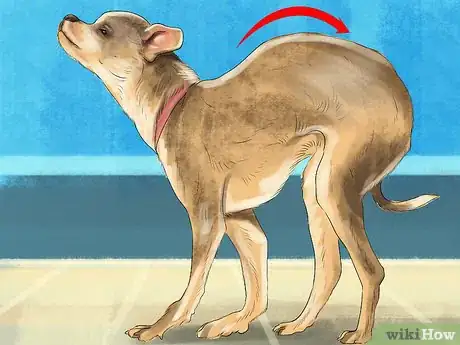 Image titled Spot Signs of Pancreatitis in Dogs Step 3