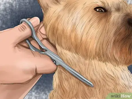 Image titled Care for an Australian Terrier Step 16