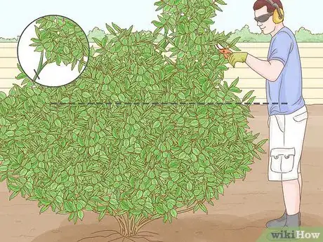 Image titled Prune Elderberries Step 3