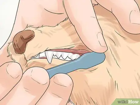 Image titled Groom a Shih Tzu at Home Step 16