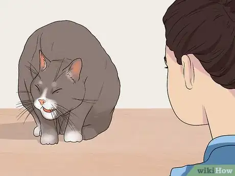 Image titled Diagnose and Treat Chylothorax in Cats Step 1