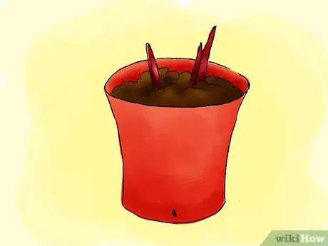 Image titled Grow Caladiums Step 02