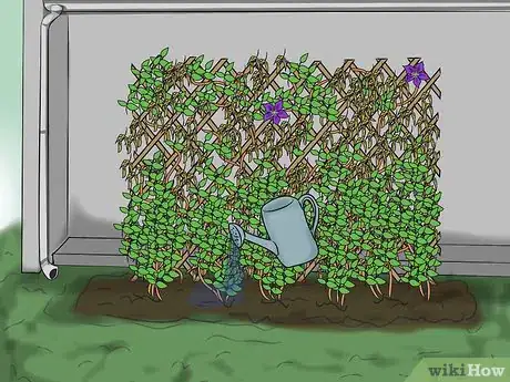 Image titled Prevent Clematis Wilt Step 5