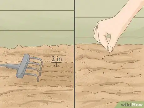 Image titled Grow Oriental Poppies Step 4