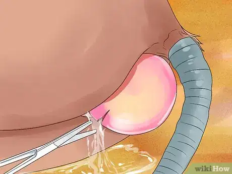 Image titled Deliver a Foal Step 16