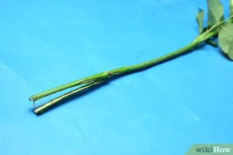 Image titled Dye Dried Roses Step 9