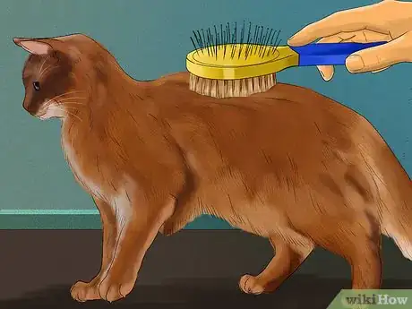 Image titled Take Care of a Somali Cat Step 1