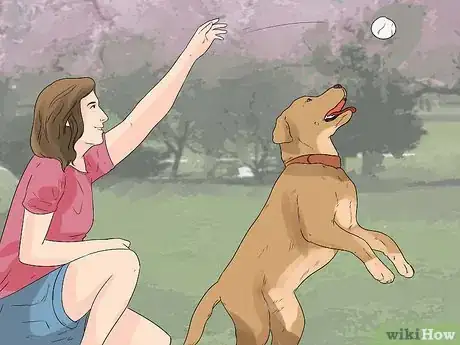 Image titled Stop Your Dog from Chewing Things it Shouldn't Step 8