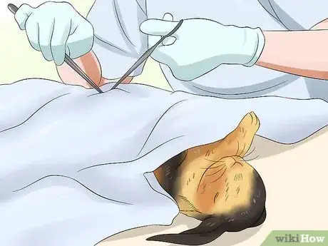 Image titled Care for Harlequin Rabbits Step 11