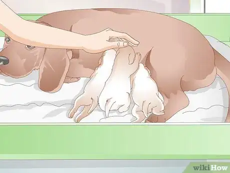 Image titled Get a Litter of Puppies to Sleep Step 11
