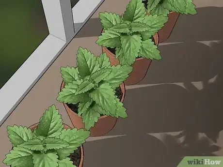 Image titled Choose Low‐Maintenance Houseplants Step 16