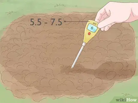 Image titled Grow Tatsoi Step 5