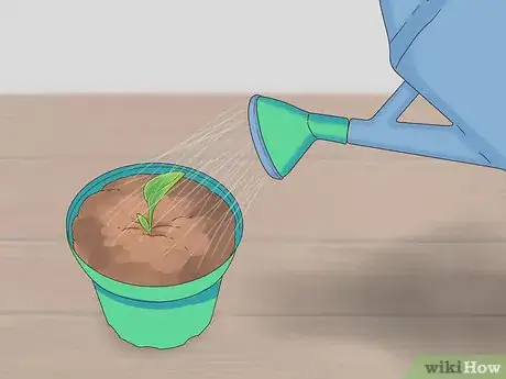 Image titled Grow Dichondra Step 24